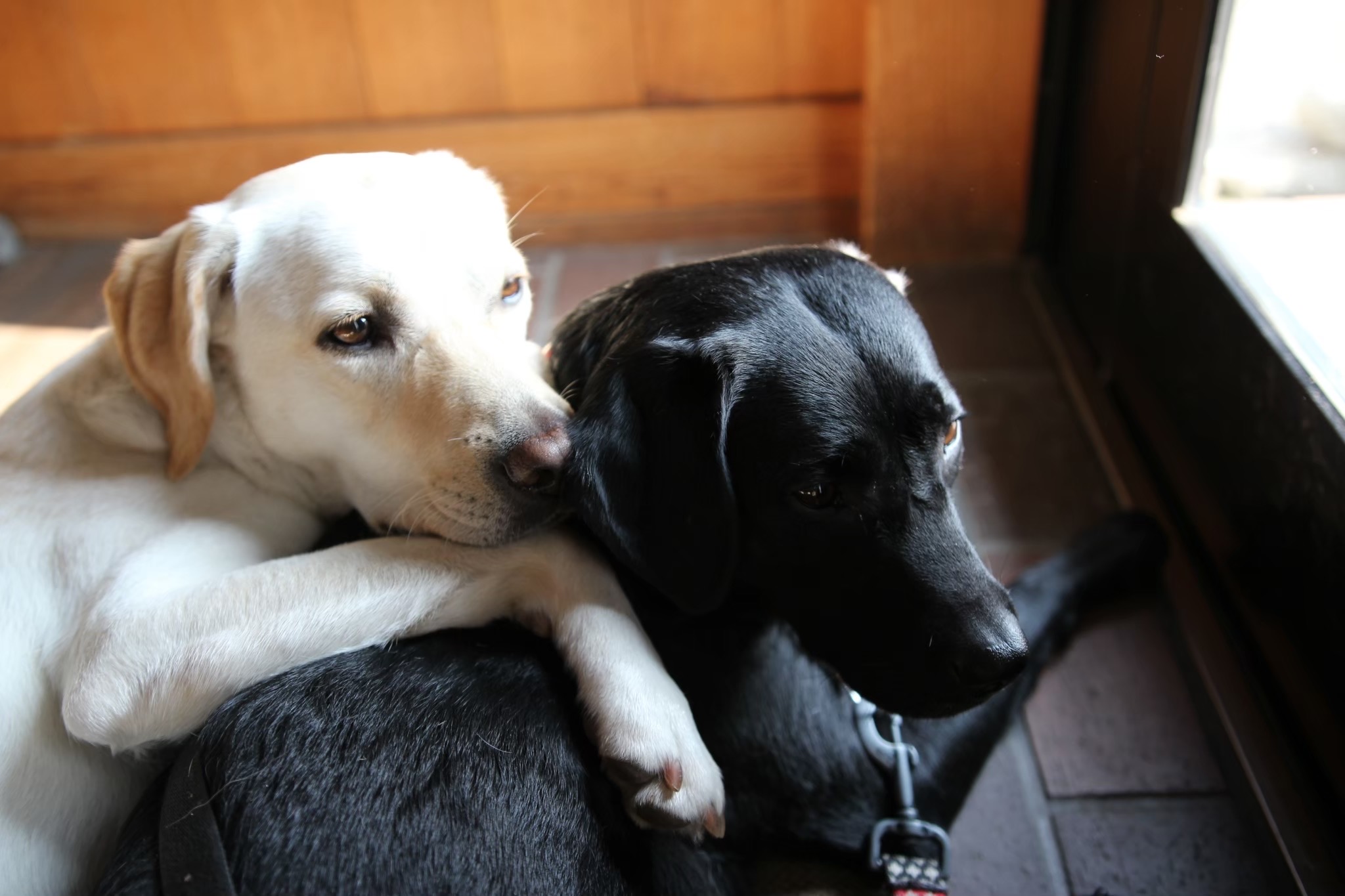 愛犬